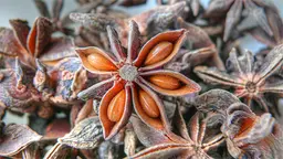 The star anise fruit resembles stars: the Thach Ngoa group has five hectares of Illicium verum trees ready for harvest (Photo: Wikipedia Commons)