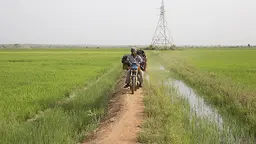 A farmer on his motorbike on the bank between irrigated fields. In the background, pylons carry hydroelectric power from the Sélingué dam (Photo: Mike Goldwater/GWI)