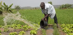Seydou Kassojue, 47, has a garden plot where he grows lettuce close to the Sélingué dam in Mali. The Global Water Initiative has been working with smallholders in the area since 2009 to find out how the dam affects the livelihoods of local farmers and what improvements could be made (Photo: Mike Goldwater/GWI)