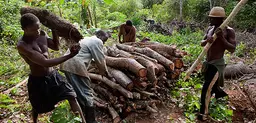 A new publication will profile the success of locally controlled forestry business models (Image: Duncan Macqueen/IIED)