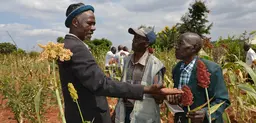 Kenya: Farmers visit a crop trial site to select the best sorghum varieties for climate resilience. Most climate change adaptation is done day-to-day by farmers, pastoralists, fishers and the urban poor.  (Photo: S. Kilungo, CCAFS, Creative Commons via Flickr) 