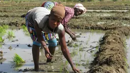 Women smallholders replanting rice in the irrigated area around the Bagré dam in Burkina Faso (Photo: Barbara Adolph/IIED)