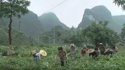 Farmers in Guangxi and Yunnan provinces in Southwestern China have responded to climatic adversity by innovating to increase productivity using less water (Image: IIED)