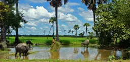 Cambodia's rural population is heavily reliant on small-scale rice production. The Clean Sugar Campaign campaigns against large-scale plantations that push smallholders off their land (stefans_box, Creative Commons via Flickr)