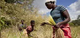 Women harvest their rice crop in Meceburi forest reserve, near Nampula, Mozambique (Photo: Mike Goldwater)