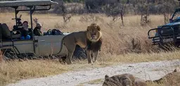 Cecil the lion, who was controversially hunted and killed last week, is pictured in 2014. But a ban on trophy hunting may not save lions and have unintended consequences (Photo: Vince O'Sullivan, Creative Commons, via Flickr)