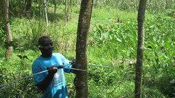 A local farmer uses manual callipers to measure a tree. Measuring trees in person can be cheaper and just as accurate (Photo: Geoff Wells)
