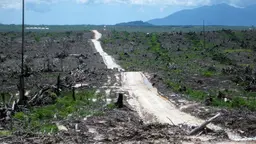 Land cleared for palm oil production, Indonesia (Photo: Rainforest Action Network, Creative Commons via Flickr)