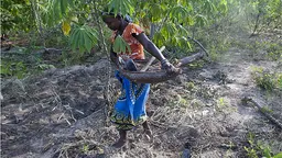 Meceburi Forest, Mozambique: a young woman harvests casava (Photo: Mike  Goldwater/IIED)