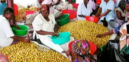 Women opening the fruit of the marula tree to extract the kernel for making marula oil (Photo: CIFOR, Creative Commons via Flickr)
