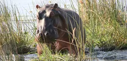 A hippo emerges from the Zambezi near the Mana Pools Wildlife Conservation Area in northern Zimbabwe  (Photo: Terry Feuerborn, Creative Commons via Flickr)
