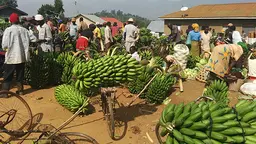 The sale of matoke in a market near Fort Portal, Uganda: green growth planning must take account of the informal economy (Photo: Matt Wright/IIED)