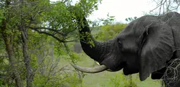 Wildlife can be a key asset for rural communities in Africa, providing a foundation for economic development through tourism (Photo: Paolo, Creative Commons via Flickr)