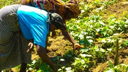 African women provide the majority of food production labor in the family, but do not necessarily own the land. Research has shown that ensuring land rights for women, such as these Kenyan farmers, can positively influence food security and economic development (Photo: Bonnie McClafferty/IFPRI, Creative Commons, via Flickr)