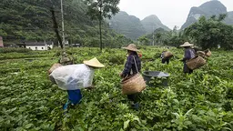 Women harvesting vegetables in Shanggula village, Guangxi province, China, can share lessons on sustainable farming with the rest of the world (Photo: Simon Lim)