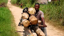 A man transports logs by bicycle. Services provided by informal economies, such as small-scale logging, are often not integrated into plans for green growth (Photo: Jolien Schure/CIFOR, Creative Commons, via Flickr)