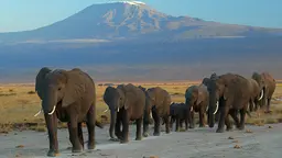 Elephants in front of Mount Kilimanjaro. The blurring of fact and fiction, such as claims trophy hunting is driving declines of endangered species such as elephants, is fuelling a debate that could do more harm than good for conservation and for poor people (Photo: Amoghavarsha, via Google licence) 