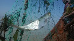 An image of a hilsa fish caught in a net. More than 90 per cent of the global catch of hilsa is shared between neighbouring countries Bangladesh, Myanmar and India (Photo: BBC World Service Bangladesh Boat, Creative Common, via Flickr)