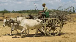 A man transports firewood on a cart. Firewood is the primary fuel for most rural households in Myanmar. It is time consuming and expensive and there are concerns about the health impacts of indoor pollution (Photo: Soneva Foundation, Creative Commons via Flickr)