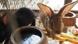 An image showing rabbits raised in elevated cages. This and manure being collected for the worm composting and to create organic fertilizers illustrate a permaculture food production system in action (Photo: Khanh Tran-Thanh/IIED)