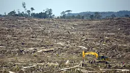 Clearing forest for a palm oil plantation in Borneo (Photo: Rainforest Action Network, Creative Commons via Flickr)
