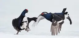 Black grouse fight in Vaala, Finland. The country is committed to protecting biodiversity under its implementation of the sustainable development goals (Photo: Markus Varesvuo/NPL/Barcroft)
