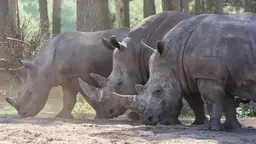 Rhinos in the Serengeti National Park. The International Union for Conservation of Nature estimates that poachers killed at least 1,338 rhinos across Africa in 2015 (Photo: Nicholas Maxim, Creative Commons via Flickr)
