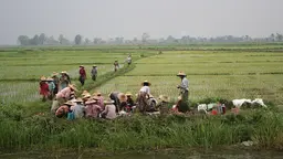 Coming in for lunch in the rice fields near Inle Lake, Myanmar. Online databases can provide verified data on land conflicts and help resolve disputes and improve governance (Eric Brochu, Creative Commons via Flickr)