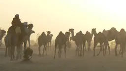 A pastoralist with camels in Niger. Pastoralists use resources flexibly and adapt to climate variability more easily than many other groups. State policies that favour settled agriculture are more of a challenge (Photo: Stephen Andersen/IIED)