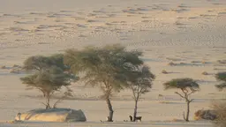 A pastoralist dwelling in Niger. Rural communities have learned to exploit the variability of dryland environments (Photo: IIED)