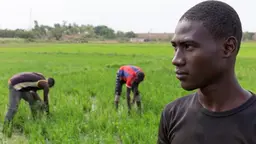 A young rice farmer at Sélingué, Mali. A new report urges governments and development agencies to develop context-specific strategies and support systems for agricultural advisory services that meet the needs of local farmers (Photo: Mike Goldwater)