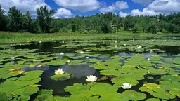 Lillies spread over a pond; cities must be governed and managed well to ensure population growth is sustainable (Photo: hqworld)
