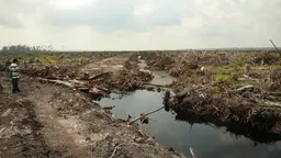 Land cleared for palm oil in Riau Province, Indonesia. Only half of Riau's palm oil plantations have official permits (Photo: Wakx, Creative Commons via Flickr)