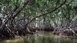 New tools can measure the benefits of ecosystems such as coastal mangrove forests, such as this one in Mexico. Mangroves provide protection from coastal flooding and erosion, as well as nutrition for marine life (Photo: Peyri Herrera, Creative Commons via Flickr)
