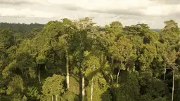 The Forest Investment Program, an example of an investment fund with simplified funding frameworks, has invested $10 million in a $24 million project with the African Development Bank to restore Ghana's rapidly degrading forests (Photo: Greg Neate, Creative Commons, via Flickr)