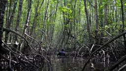 A scientist studies mangroves in West Kalimantan, Indonesia. Mangrove ecosystems support fisheries, prevent coastal erosion and store large amounts of carbon (Photo: Kate Evans/CIFOR)