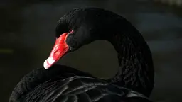 A black swan (Photo: Pete Jordan, Creative Commons via Flickr) 