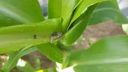 The fall army worm, a breed of earthworm currently devastating Maize crops in southern Africa (Photo: Wesley Wakunuma)