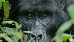 Mitunu, a female of the Mubare gorilla group in Bwindi Impenetrable National Park, is one of the few remaining critically endangered mountain gorillas left in the wild. CTPH programs promote health and conservation to save Mitunu and her family (Photo: Ryoma Otsuka)