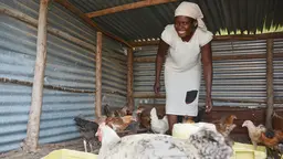 Local community-based funds can help farmers in climate-sensitive areas to diversify. Mercyline Atieno got a loan for her poultry business in Kenya (Photo: T.Muchaba/CCAFS, Creative Commons via Flickr)