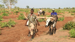 Oxen plough teams bring bigger fields and easier farmwork (Photo: Camilla Toulmin/IIED)