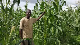 A Zambian farmer in his maize field. The overdependence on maize is having a negative impact on diets in Zambia (Photo: Wesley Wakunuma)