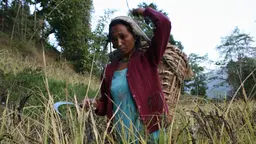 A traditional farmer in the Eastern Himalaya where indigenous communities use seed networks to protect their knowledge. Research should not publish details of traditional knowledge that could be used commercially without equitable benefit-sharing (Photo: Ruchi Pant/Ecoserve)
