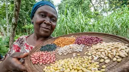 A woman displays a tray of bean seeds. Researchers have introduced 15 new varieties of beans in north-western Uganda to help farmers cope with extreme conditions. Delegates to CBA11 will consider how to deliver effective local climate action (Photo: Georgina Smith/CIAT, Creative Commons via Flickr)