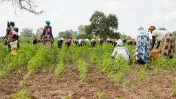 Agriculture is crucial to Senegal's economy, employing more than 60% of the population (Photo: Jelle Goossens/vredeseilanden, Creative Commons via Flickr)