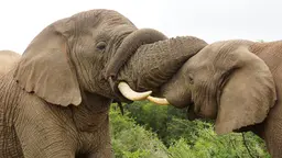 According to an African saying, "when two elephants fight, the grass gets trampled". When it comes to climate justice, the Least Developed Countries are the grass (Photo: Stephen Baines, Creative Commons via Flickr)