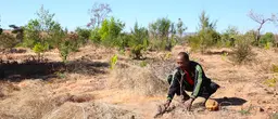 François plants a young rosewood tree