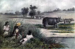 Illustration showing a Java rhino