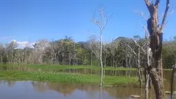 A photo of the Amazon rainforest, with water in the foreground. Sixty per cent of the rainforest, which covers 2,100,000 square miles, is located in Brazil (Photo: www.bbmexplorer.com, Creative Commons, via Flickr)