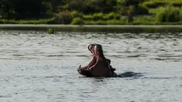 A hippo in Murchison Falls National Park in Uganda. IIED is helping the Uganda Wildlife Authority to address wildlife crime through community engagement (Photo: Mirko Eggert, Creative Commons, via Flickr)